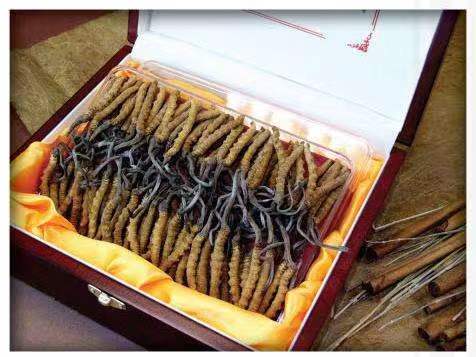 雅江冬虫夏草回收